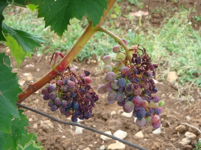 Venenje in sušenje grozdov (Foto- E. Orešek)